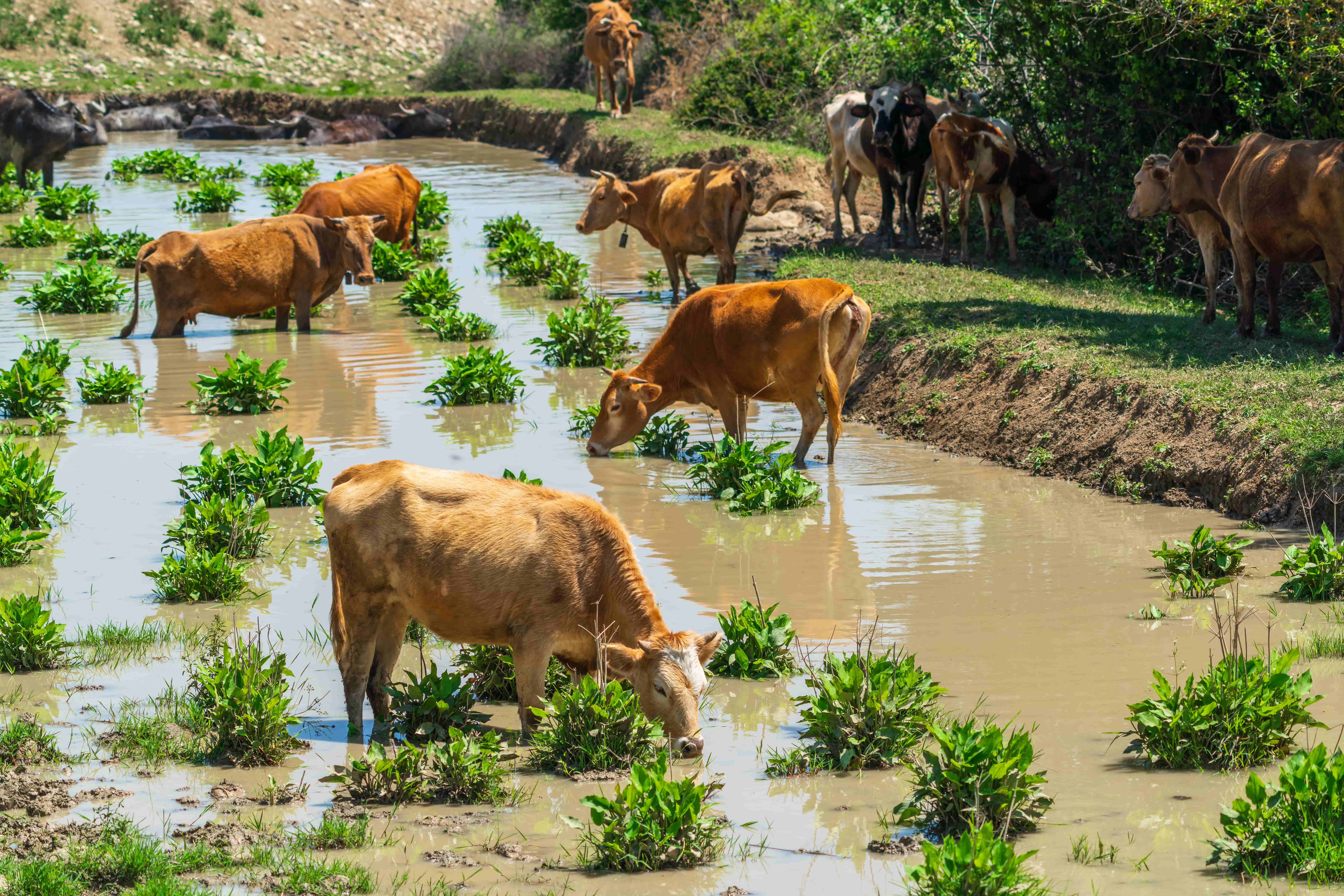 cattle grazing in muddy watering hole with plants 2026 01 08 08 13 15 utc 1