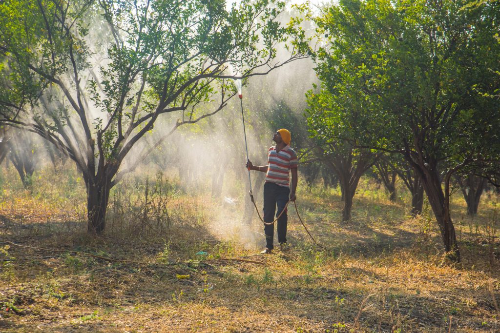 farmer spraying fertilizer on orange tree field 2026 03 09 06 08 17 utc 1